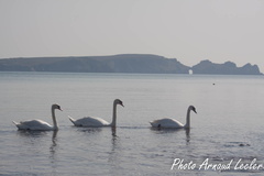 Cygnes devant le pont naturel. Pointe de Dinan, Crozon