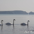 Cygnes devant le pont naturel. Pointe de Dinan, Crozon